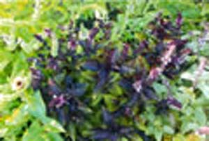 BASIL AMETHYST BASIL AMETHYST