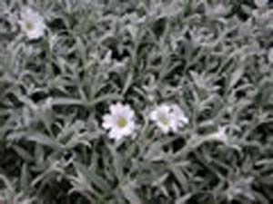 tomentosum(gallon) tomentosum(gallon)