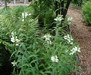 glabra glabra
