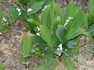 majalis 'STRIATA' majalis 'STRIATA'