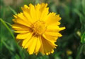 f. NANA "ELFIN GOLD" f. NANA "ELFIN GOLD"