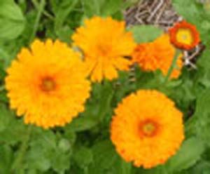 CALENDULA(2008 of year) CALENDULA(2008 of year)