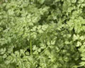 CHERVIL CHERVIL