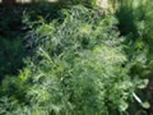 DILL(2010 of year) DILL(2010 of year)