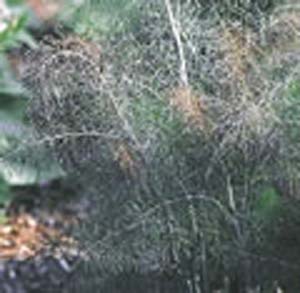 FENNEL BRONZE(4"pot) FENNEL BRONZE(4"pot)