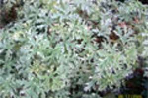 MINT ROSE VARIEGATED MINT ROSE VARIEGATED