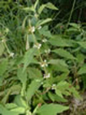 HOREHOUND HOREHOUND
