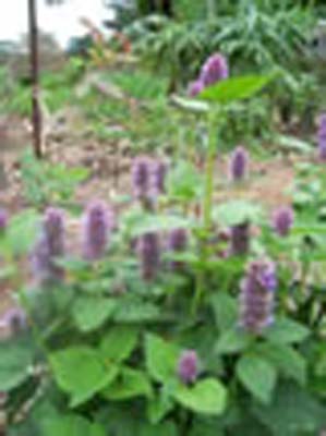 HYSSOP HYSSOP