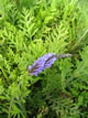 FERNLEAF FERNLEAF