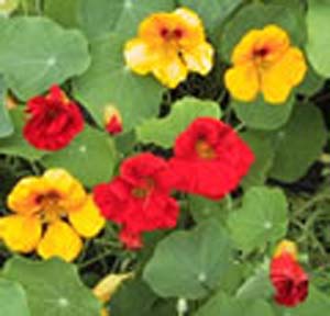NASTURTIUM NASTURTIUM