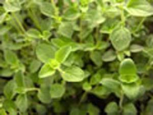 ITALIAN(2005 herb year ITALIAN(2005 herb year