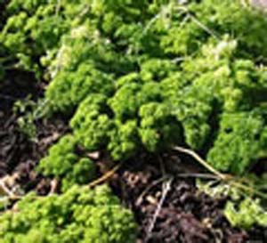 PARSLEY CURLY PARSLEY CURLY