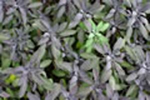 SAGE PURPLE SAGE PURPLE