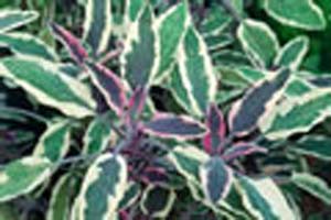 SAGE TRICOLOR SAGE TRICOLOR