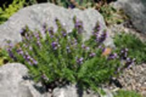 SAVORY CREEPING WINTER SAVORY CREEPING WINTER