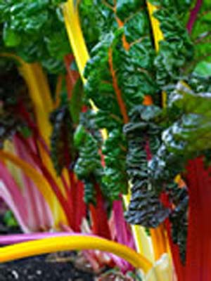 SWISS CHARD BRIGHT LIGHTS SWISS CHARD BRIGHT LIGHTS