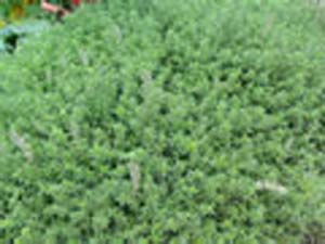 THYME CREEPING(Mother of Thyme THYME CREEPING(Mother of Thyme