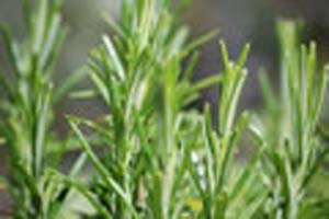 THYME LAVENDER THYME LAVENDER