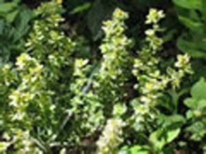 THYME LEMON THYME LEMON