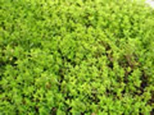 THYME LIME THYME LIME