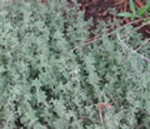 THYME SILVER THYME SILVER