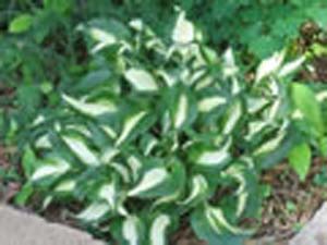 und.VARIEGATED(grn/wht) und.VARIEGATED(grn/wht)
