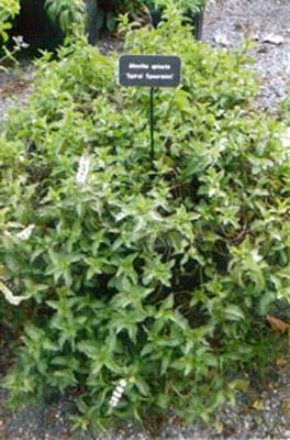 SPIRAL SPEARMINT SPIRAL SPEARMINT