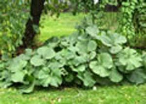 japonicus japonicus