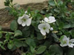 repens repens