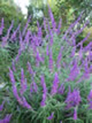 SAGE MEXICAN BUSH SAGE MEXICAN BUSH
