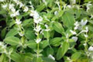 SAGE PERUVIAN SAGE PERUVIAN